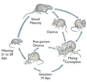 The Life Cycle of the Black Mafic Mouse: From Birth to Adulthood